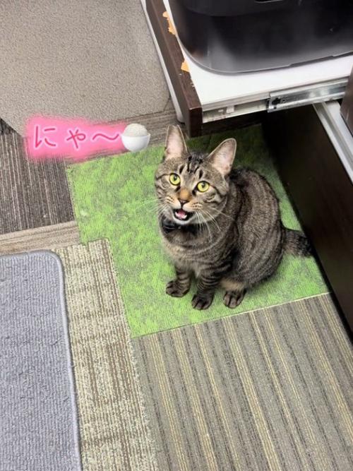 鳴く猫