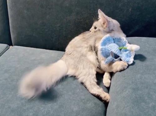 帽子を外してふり返る猫