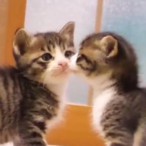2匹の保護子猫→1匹がママの『膝の上』で甘え始めると…キュンとくる光景が19万再生「優しい気持ちになった」「なんて天使なんだろう」