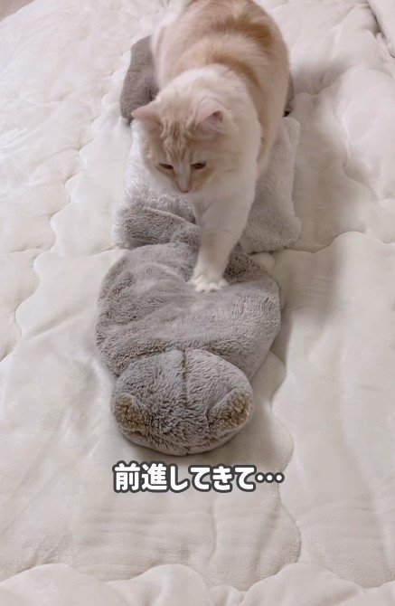 ふみふみしている猫