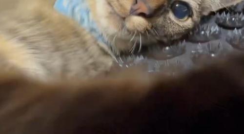 カメラに前足をかける猫
