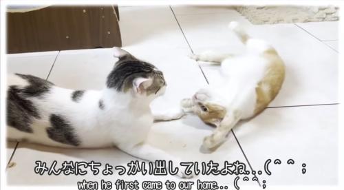 先住猫にちょっかいをかける猫