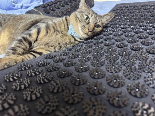 トゲのついたマットに寝転がる猫