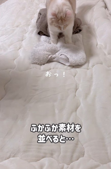 ふみふみしている猫
