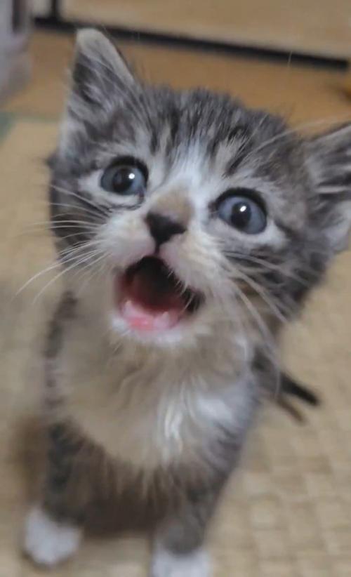 鳴く子猫
