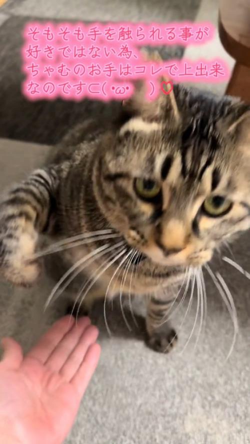 前足をあげる猫