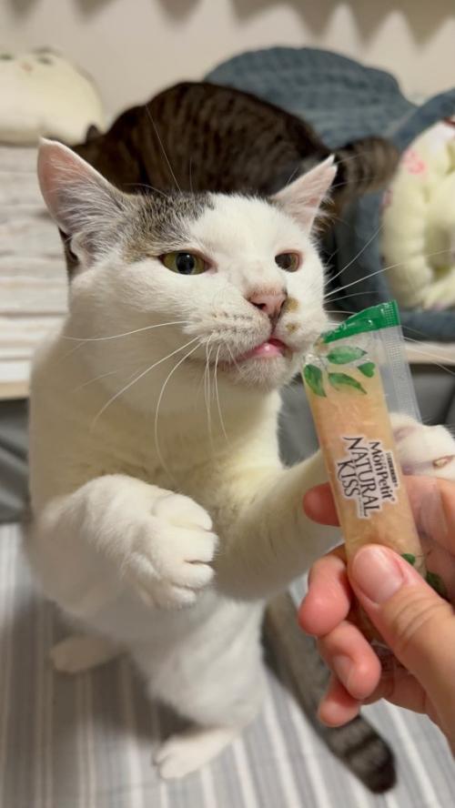 おやつを食べようとする猫