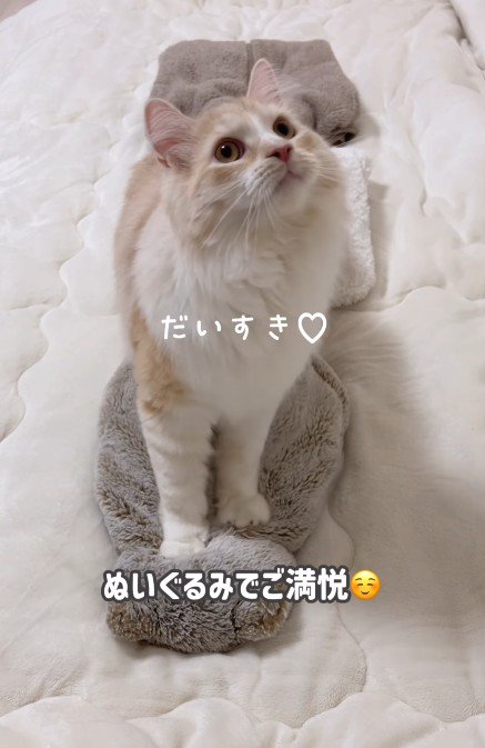 ふみふみしている猫