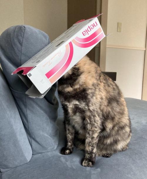 ティッシュの空き箱を被る猫3
