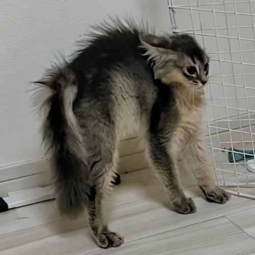 全身の毛を逆立てておののく子猫