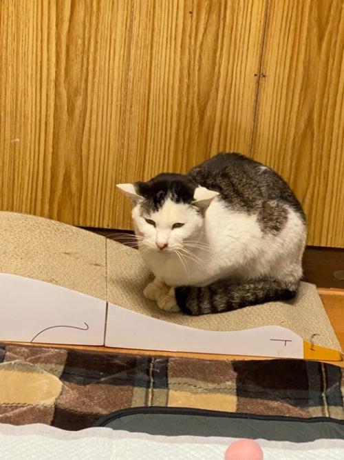 座る猫