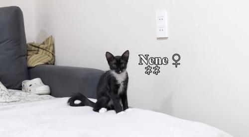 黒猫の子猫