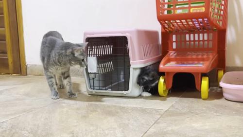 かくれんぼをする先住猫と子猫