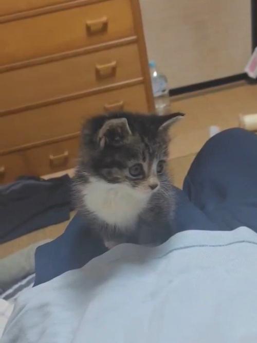 人のひざの上に乗る子猫