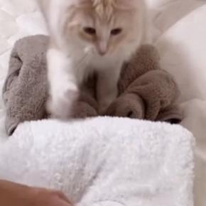 ふかふか素材のアイテムを並べていくと…猫がとった『可愛すぎる行動』が77万再生「思いつかなかった」「何度も見てしまう」と話題に