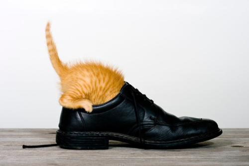 靴の中にもぐりこんだ子猫