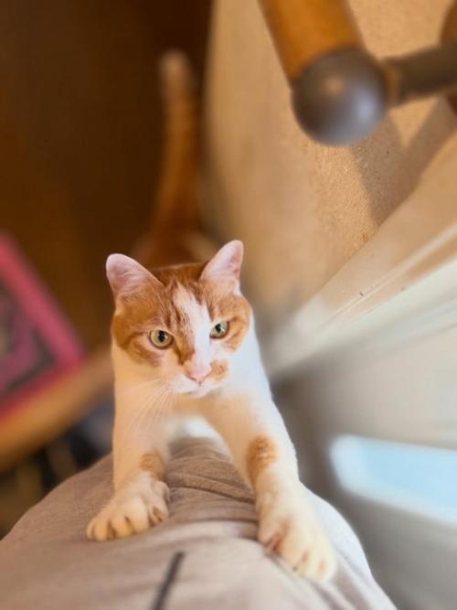 人の足に前足をかけて立つ猫