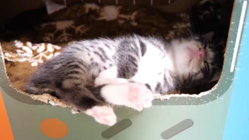 眠る姿
