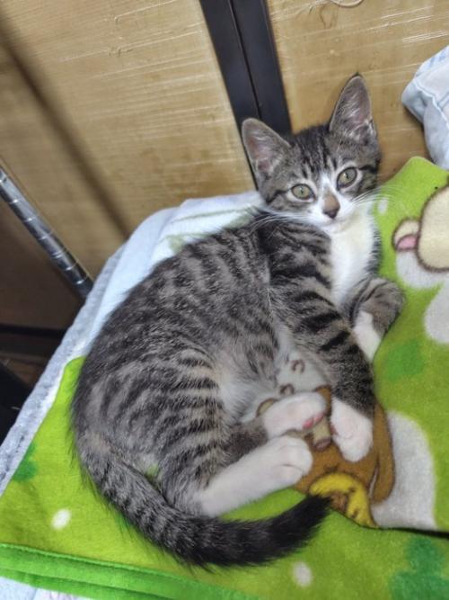 毛布の上に乗る子猫