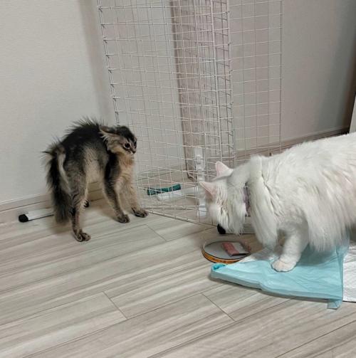 白猫を見て毛を逆立てる子猫