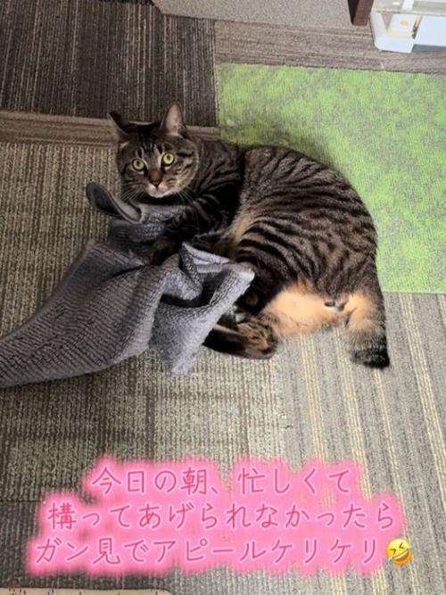 カメラ目線になる猫