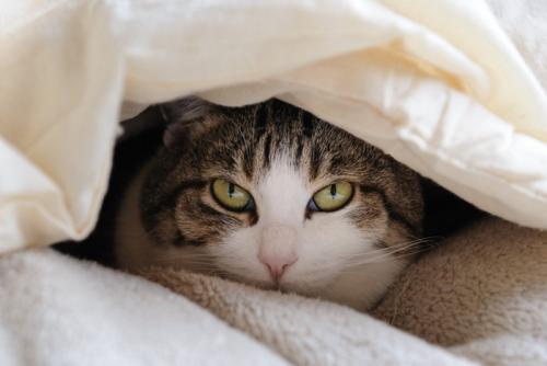 布団からのぞく猫