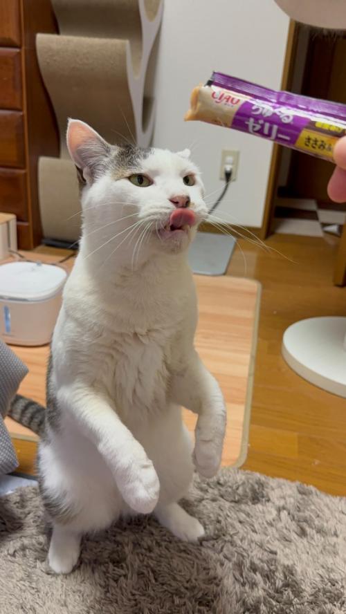鼻をなめる猫