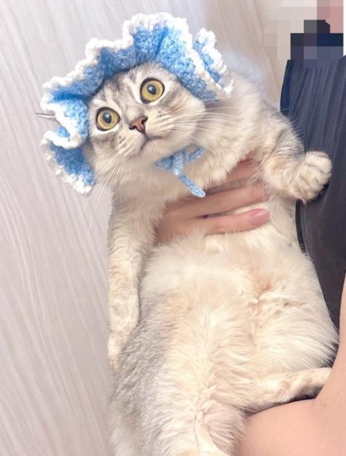 帽子を被って遠くを見つめる猫