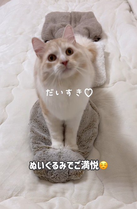 ふみふみしている猫