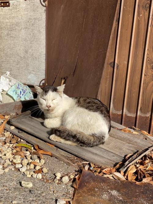 外にいる猫