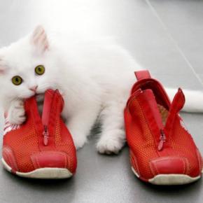 顔を寄せて抱きついて♡「飼い主の靴を深く愛する」猫さんに、ネット民が歓喜