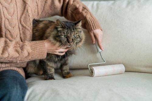 猫とお掃除
