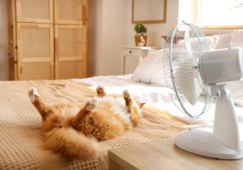 扇風機の横でヘソ天になる猫