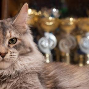 猫の『純血種』についての知識3つ 世界に存在する種類数や認定されるための条件もご紹介