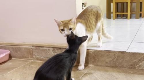 先住猫と子猫