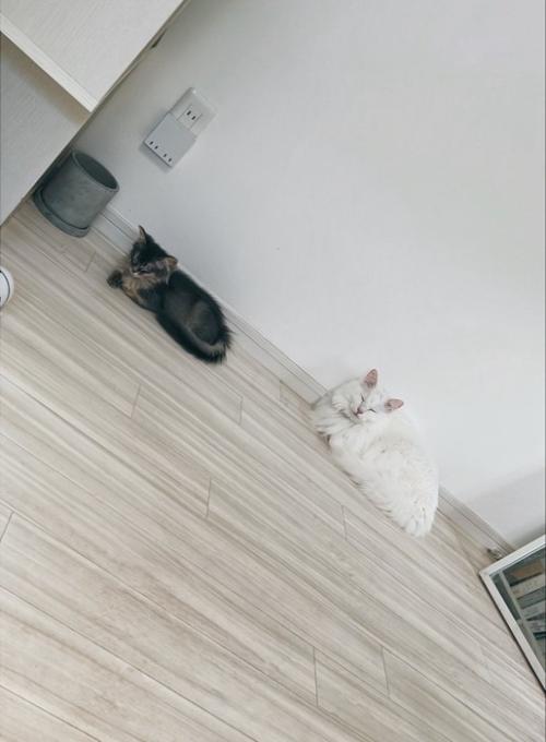 近くでくつろぐ子猫と白猫