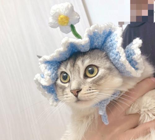 飼い主に抱っこされる、帽子を被った猫