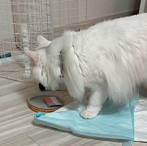 チーズのフタに顔を近づける白猫