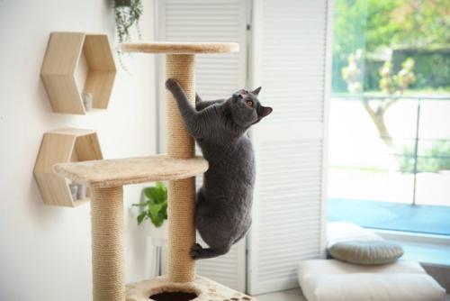 キャットタワー