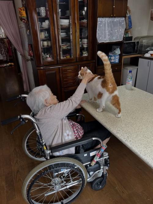 背中をなでられる猫
