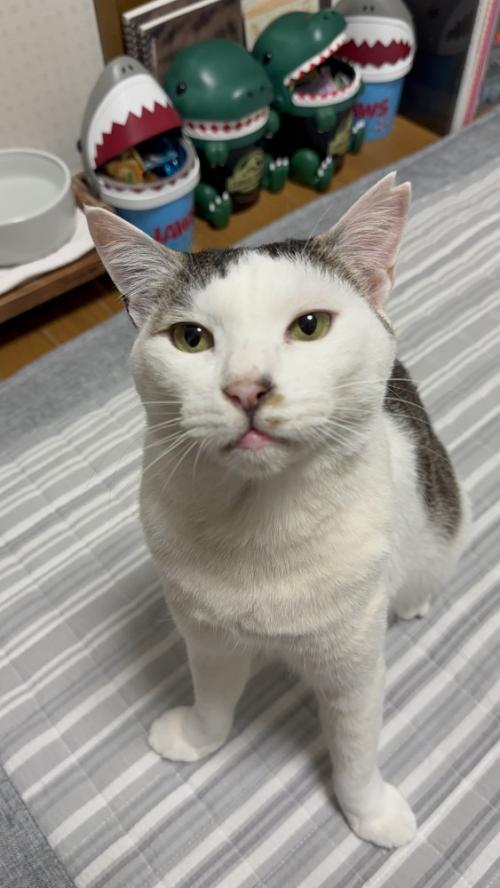 見上げる猫