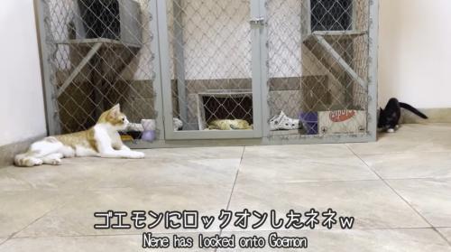 先住猫をみつめる子猫