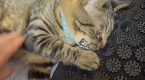 トゲのついたマットを噛む猫