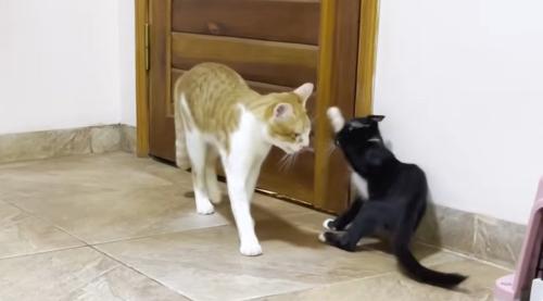 先住猫にパンチをする子猫