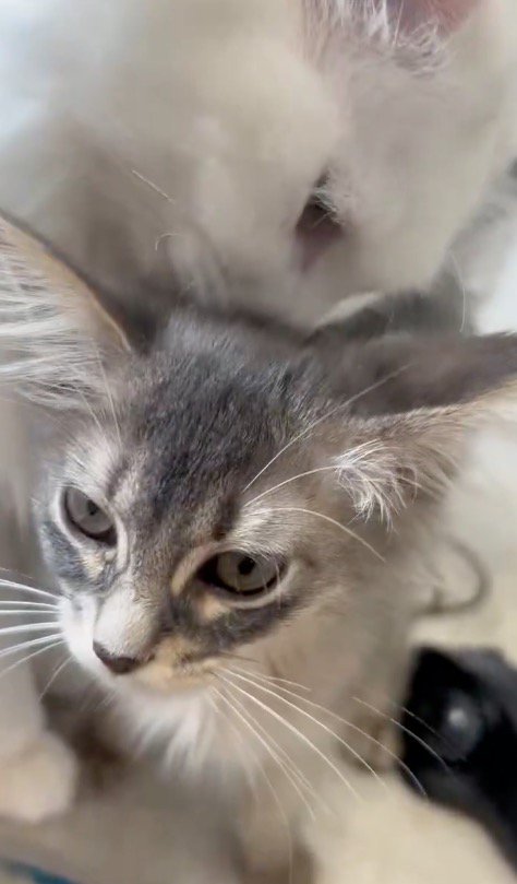 子猫を毛繕いする白猫