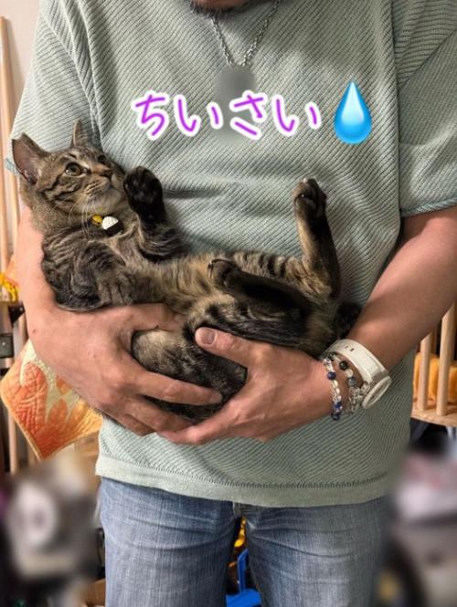 見上げる抱っこされる猫