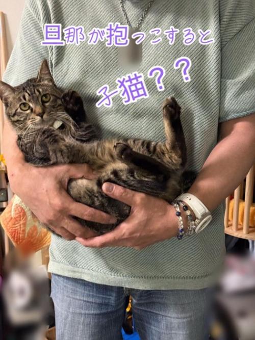 男性に抱っこされる猫