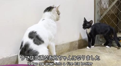 先住猫と子猫