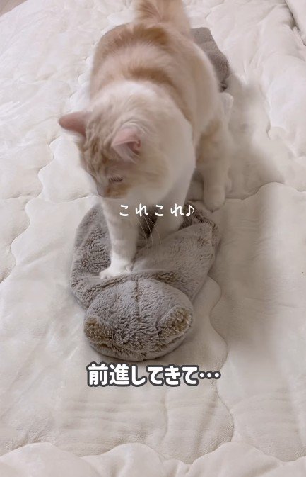 ふみふみしている猫