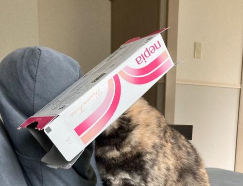 ティッシュの空き箱を被る猫